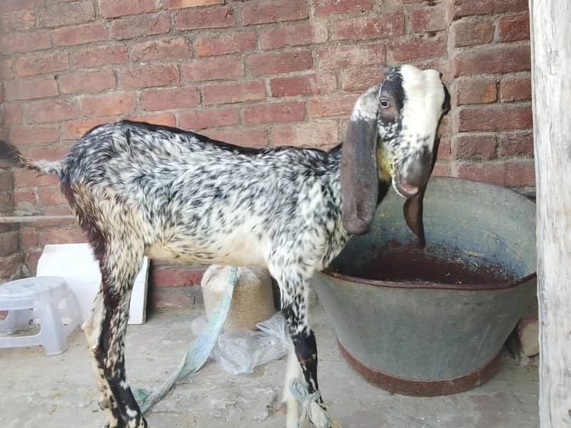 3 دیسی بکریاں فروخت کے لیے دستیاب ہیں 1