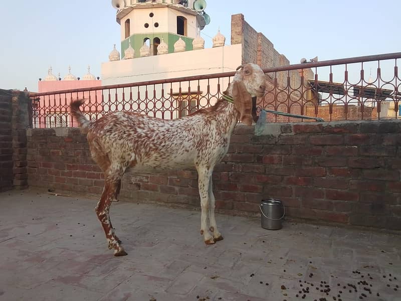 3 دیسی بکریاں فروخت کے لیے دستیاب ہیں 2