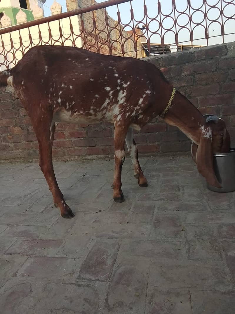 3 دیسی بکریاں فروخت کے لیے دستیاب ہیں 3
