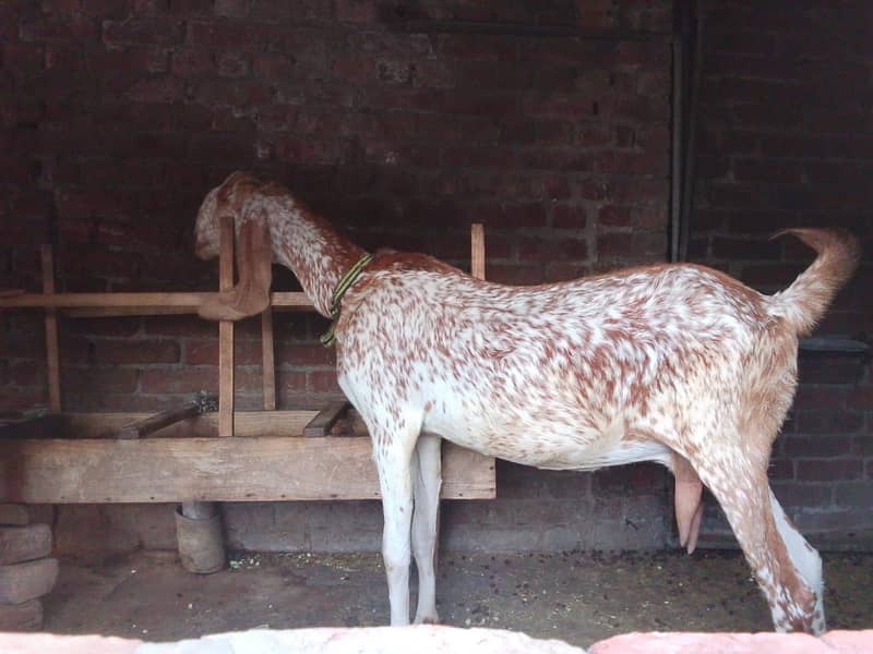 3 دیسی بکریاں فروخت کے لیے دستیاب ہیں 4