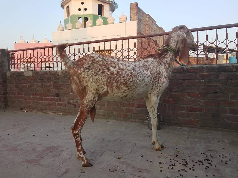 3 دیسی بکریاں فروخت کے لیے دستیاب ہیں 5