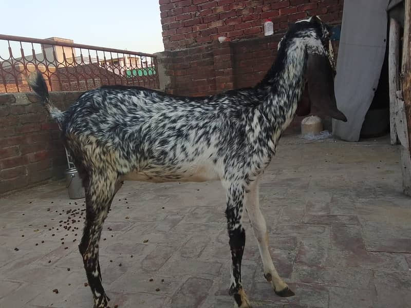 3 دیسی بکریاں فروخت کے لیے دستیاب ہیں 6
