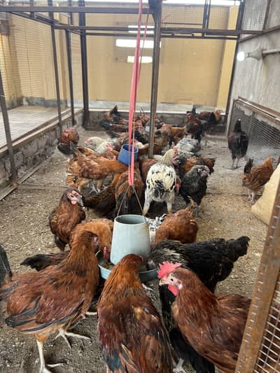 Golden misri hens