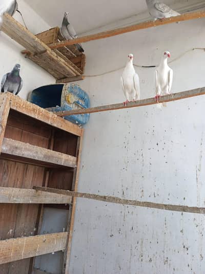 white danish pigeon