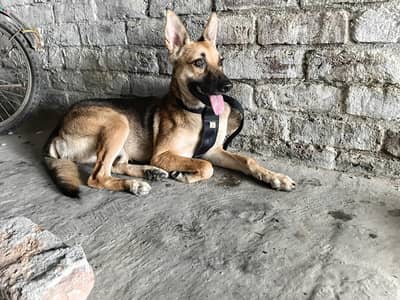 Alsation Dog Female for sale