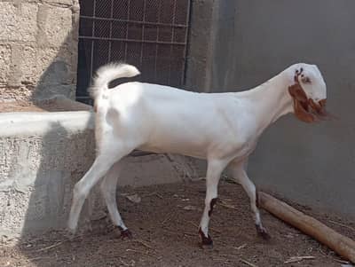 2 mahina pakki gamban
