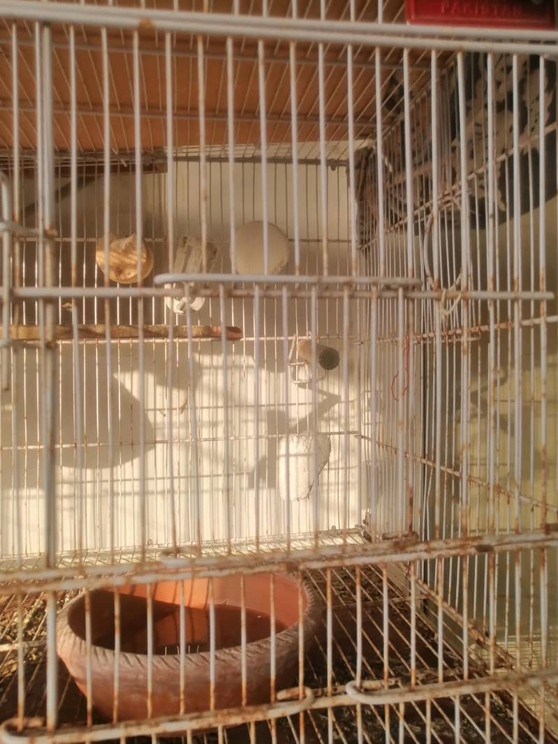 8-Portion Cage (Umar) 2