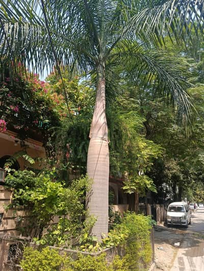 Home planted bottle palm for sale