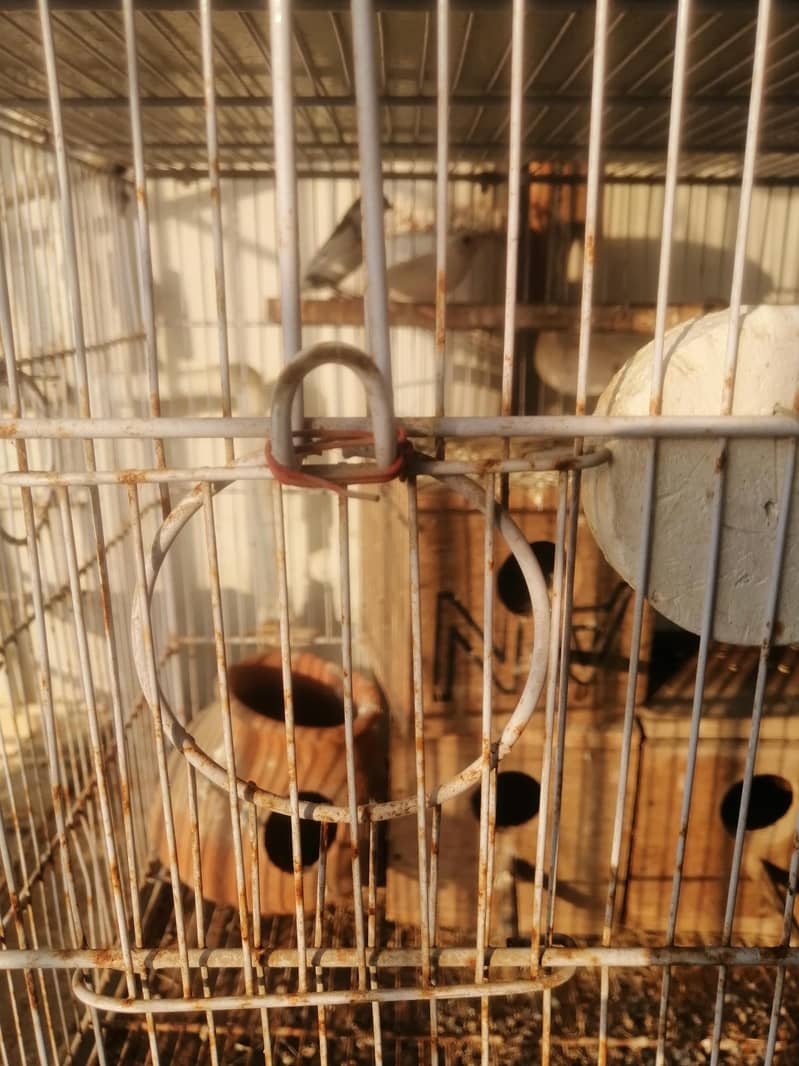 8-Portion Cage (Umar) 5
