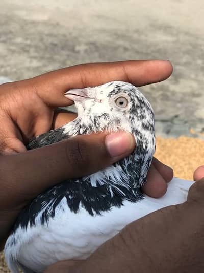 Kabuter for sale (Male hai)