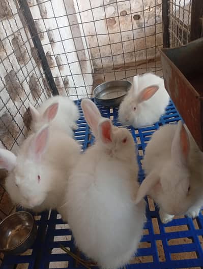 Red eyes Angora male