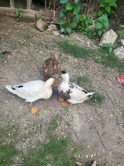 Ducks Trio