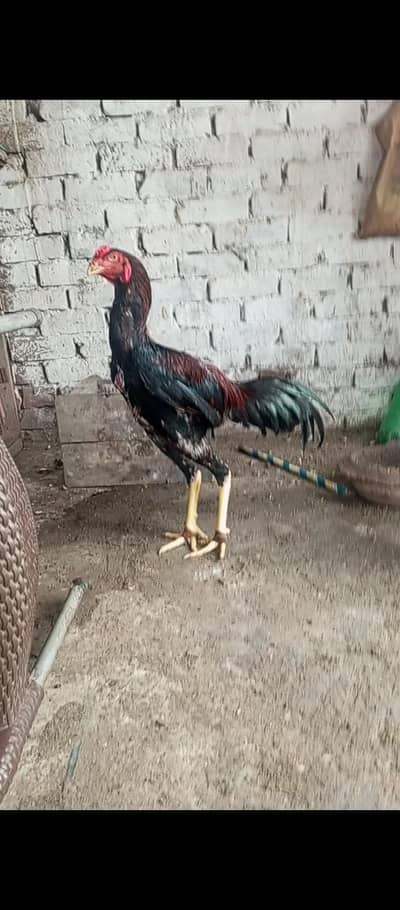 shamo 0335,1475747