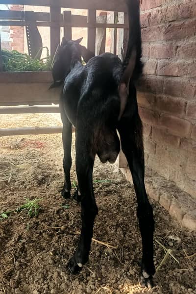 high quality 03 25 65 98 to109 bakra