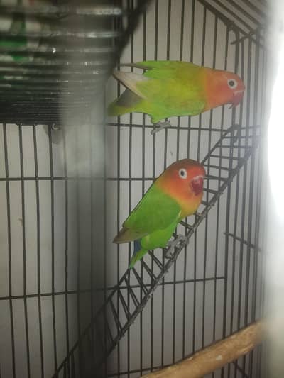 Green Fisher lovebirds