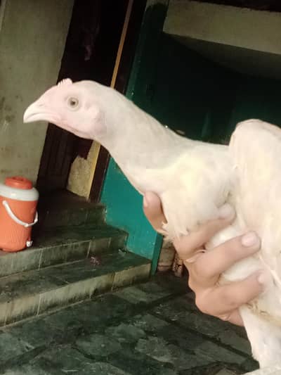WhatsApp 03375284987 sirf is watsapp num pa rabta kraain