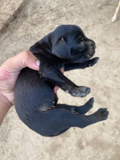 Labrador female puppy