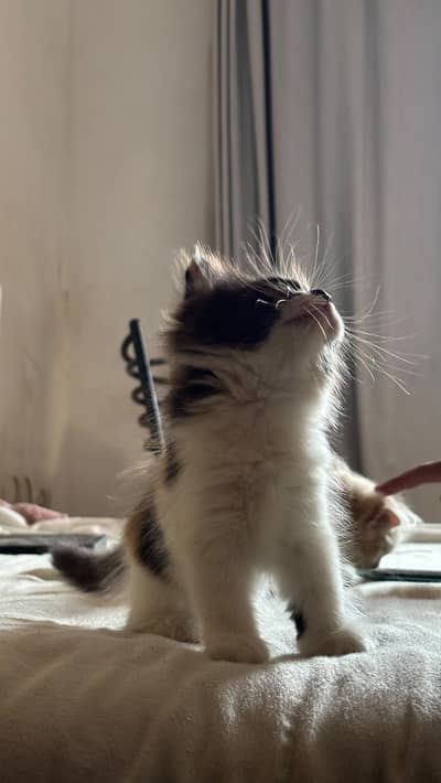 ragdoll kitten is available