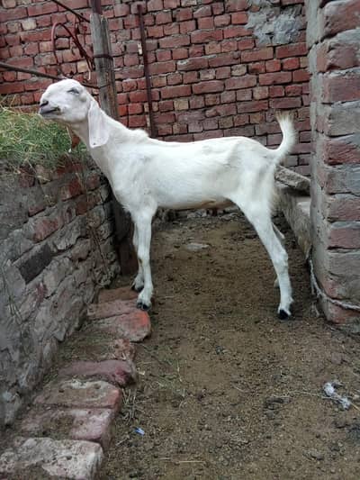 Rajan purii Bakra kid