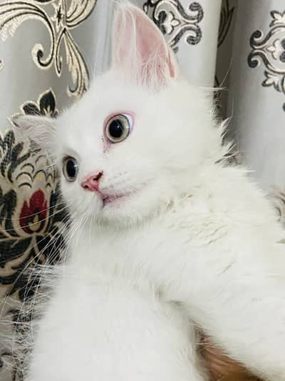 Persian Triple Coat Male Kitten – 4 Months – White