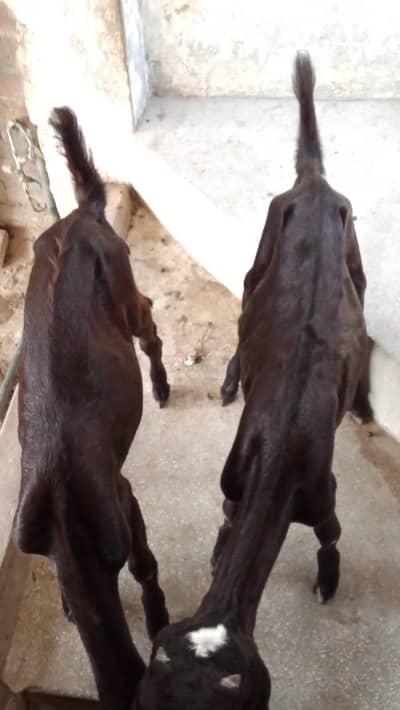 Bakra and bakri Nagra nasal
