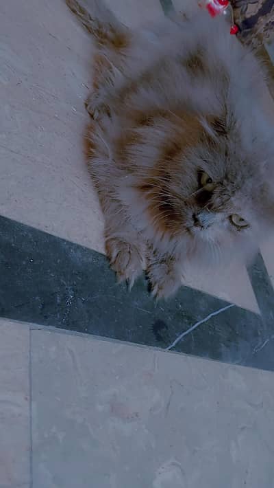 Female cat