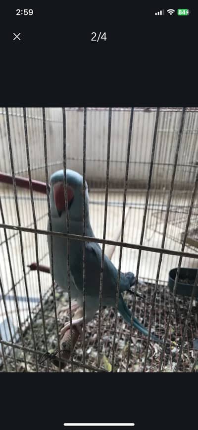 Blue RingNeck For Sale Urgent