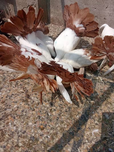 Red/Yellow Tail Pigeons