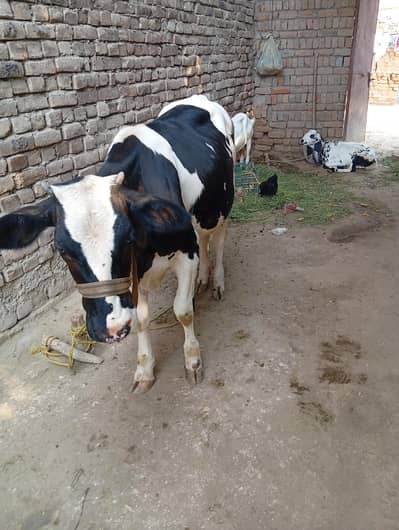 achi nasal ki hy