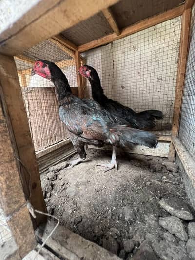 2 breeder female for sale 0 size