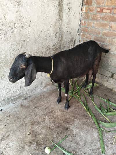 Female teddy goat Fresh delivered 01 male baby