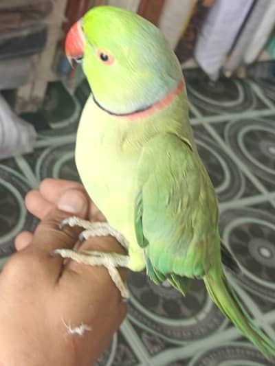 Ringneck Parrot for sale price 13k