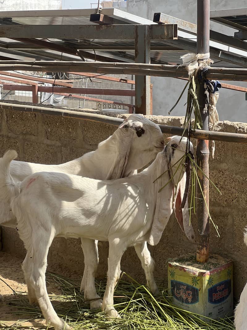 Gulabi pair 1