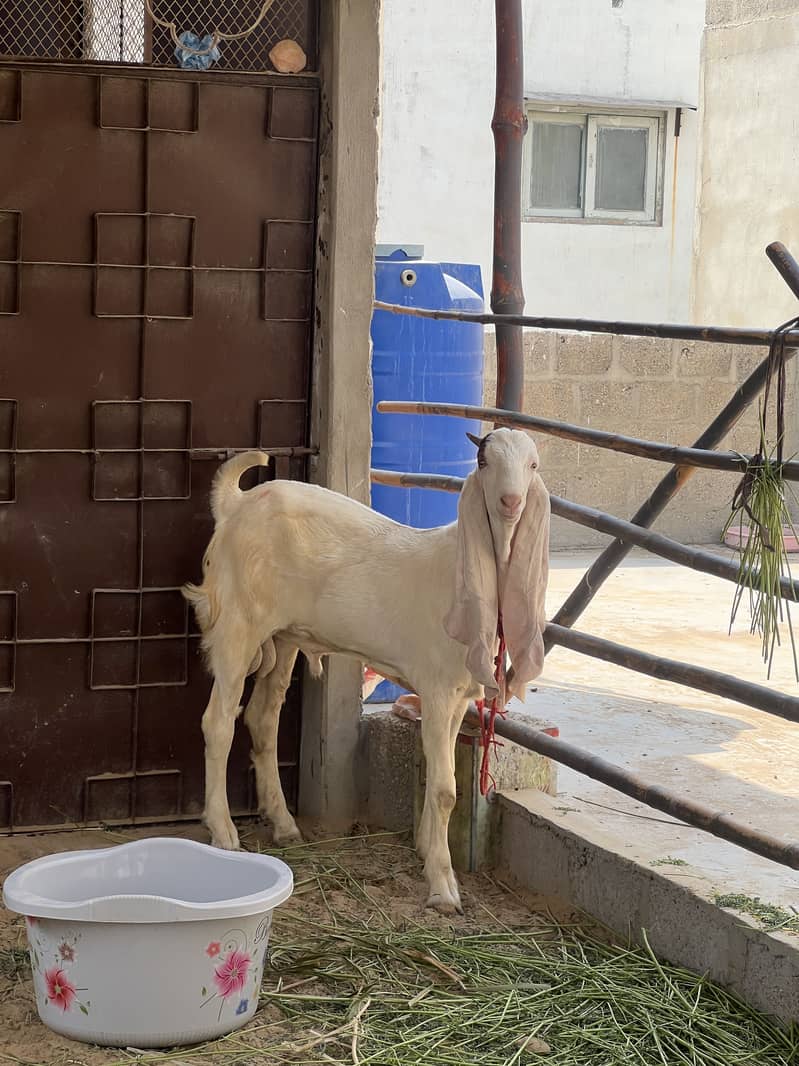 Gulabi pair 3