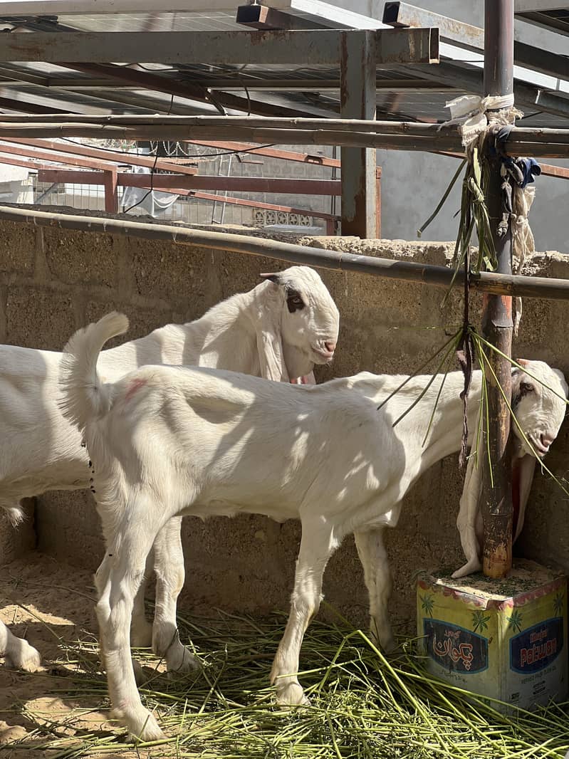 Gulabi pair 4