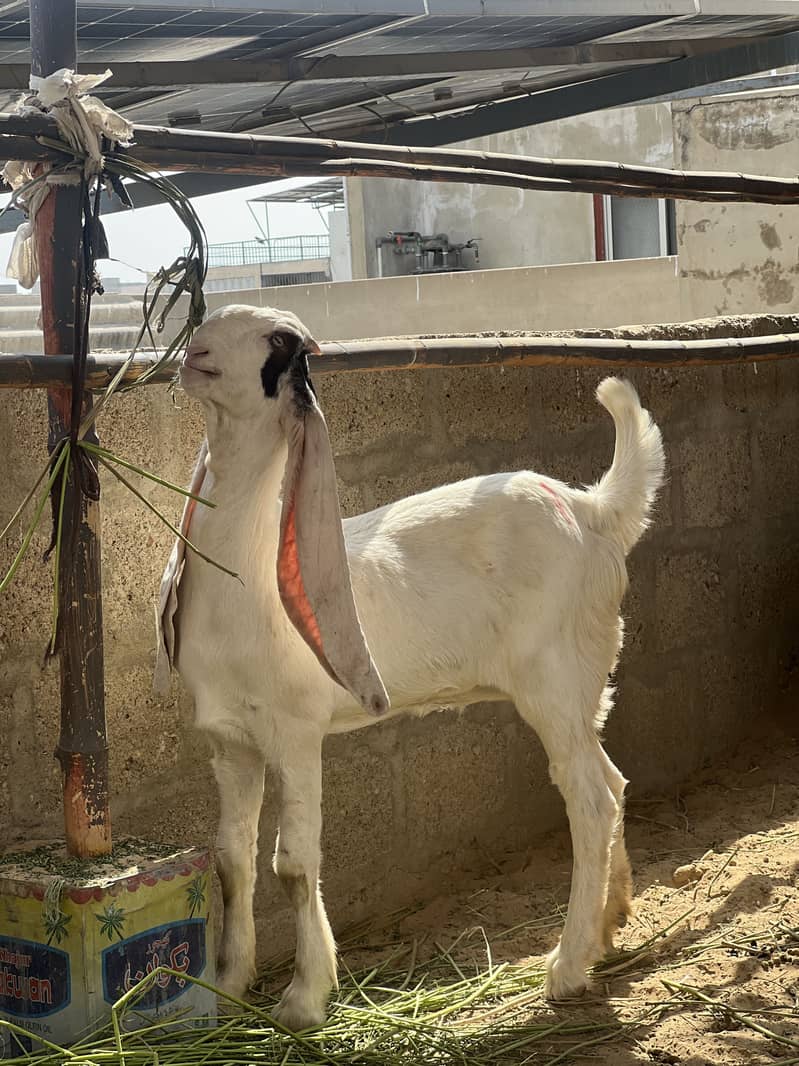 Gulabi pair 5