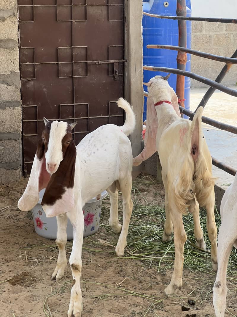 Gulabi pair 6