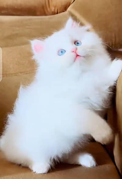 Persian cat triple coat Punch face vaccineated delivery available