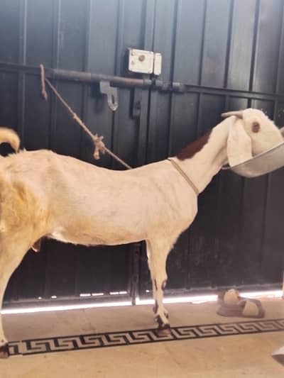 gabban bakri for sale