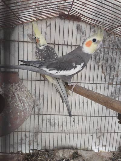 young breed pair