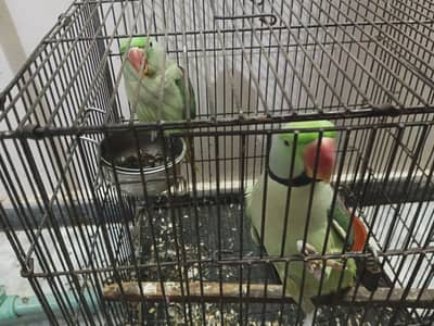 Raw parrot pair for sale