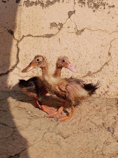 Duck pair For sale