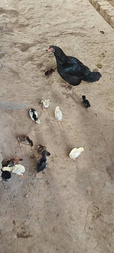 Lakha our heera chicks fur sel 2 chiks 2500 me 1 lyna h to 1250