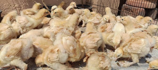 Golden Heavy Buff & Bantam