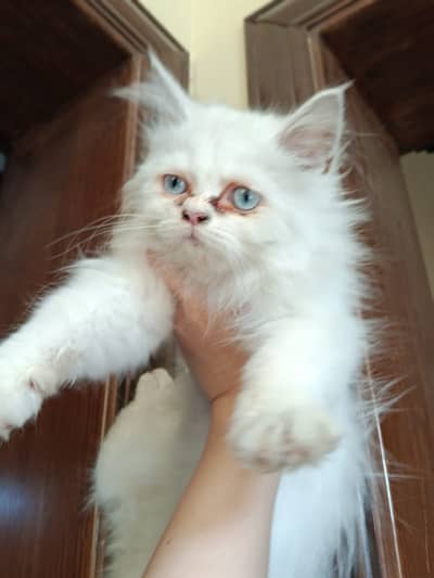 Persian Cat Tripple Coated Semi-Punch