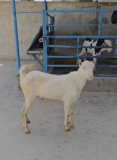 full gulabi teddy goat bakra(bakri breeder) tedda
