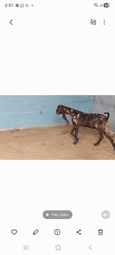 bakra for sell