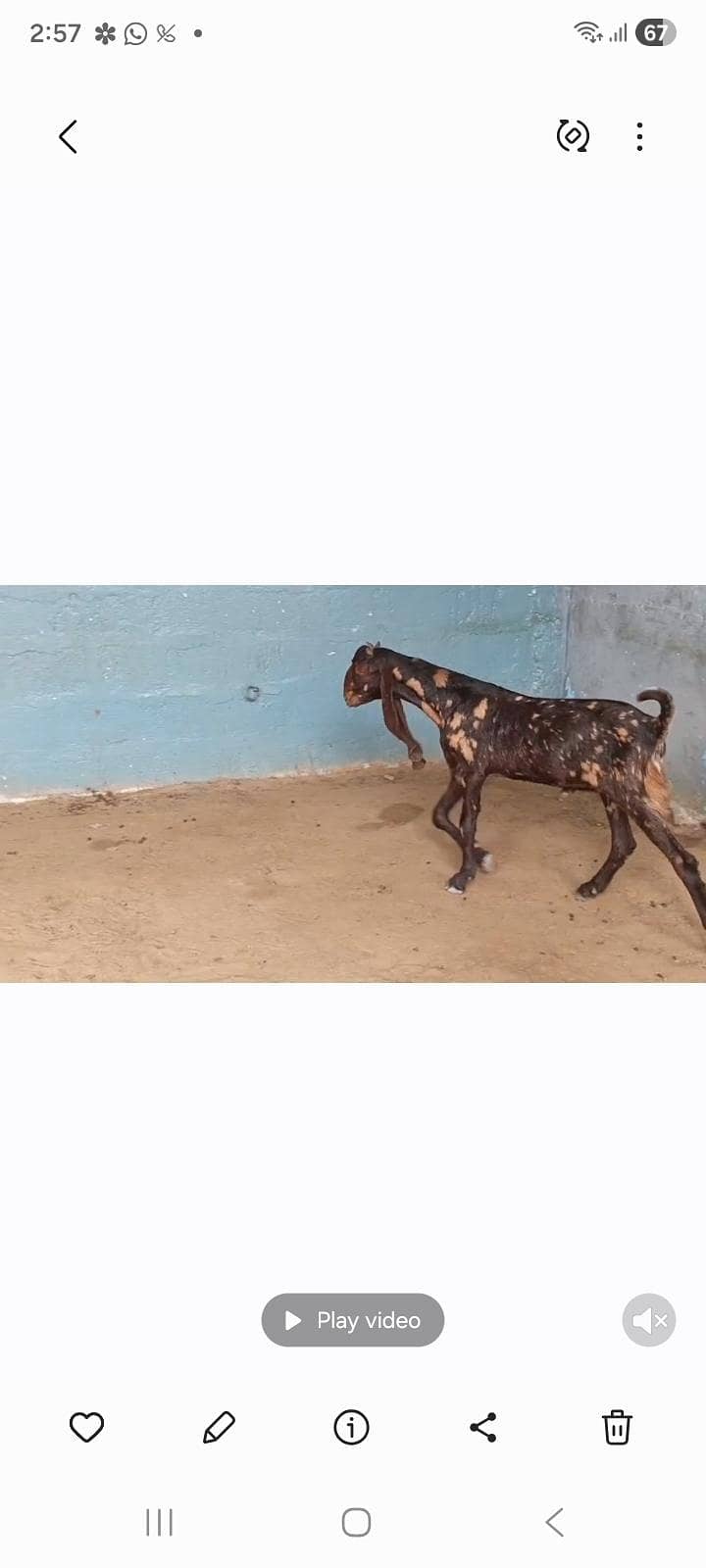 bakra for sell 0