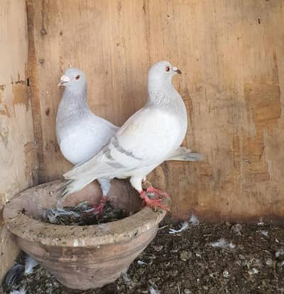 ice/milky pigeons breeder pair