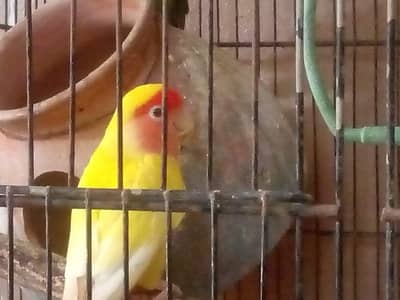 Lovebird